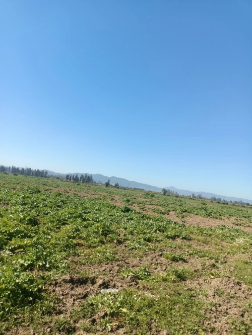 Vente Terrain Agricole Tipaza Attatba