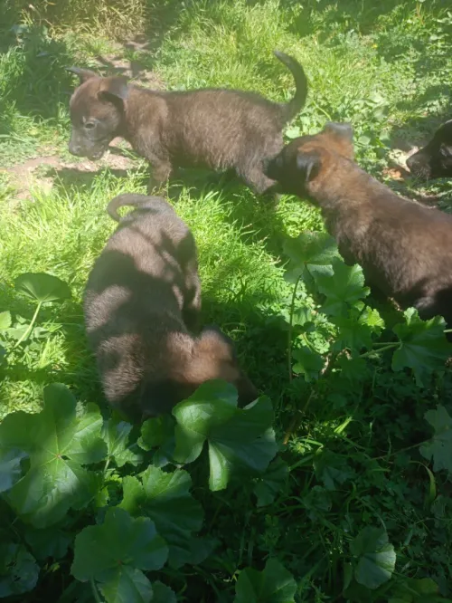 Malinois