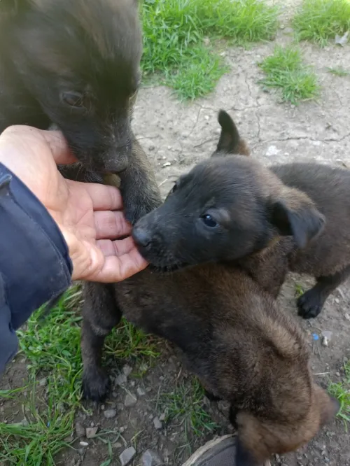 Malinois