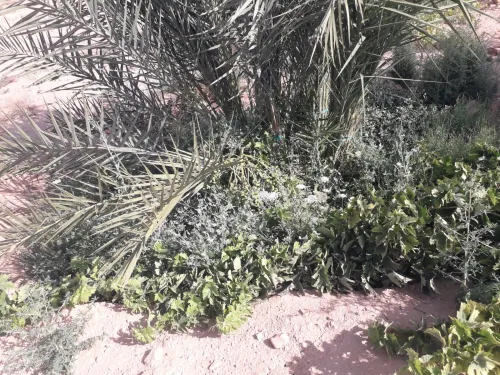 Vente Terrain Agricole Biskra El hadjeb