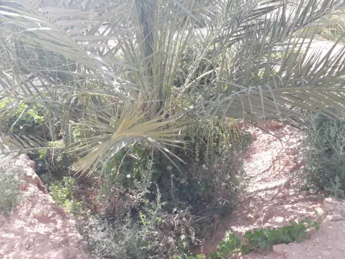 Vente Terrain Agricole Biskra El hadjeb