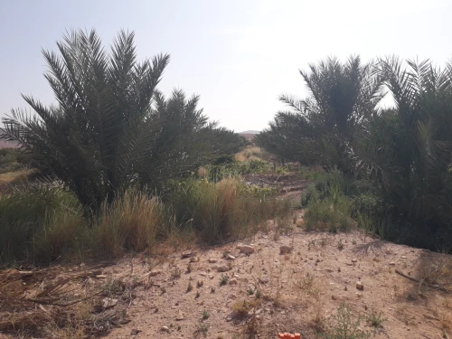 Vente Terrain Agricole Biskra El hadjeb