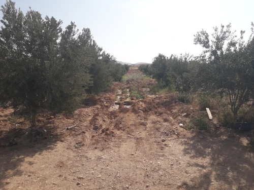 Vente Terrain Agricole Biskra El hadjeb