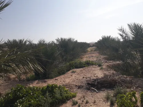 Vente Terrain Agricole Biskra El hadjeb