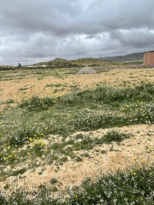 Vente Terrain Batna Ain touta
