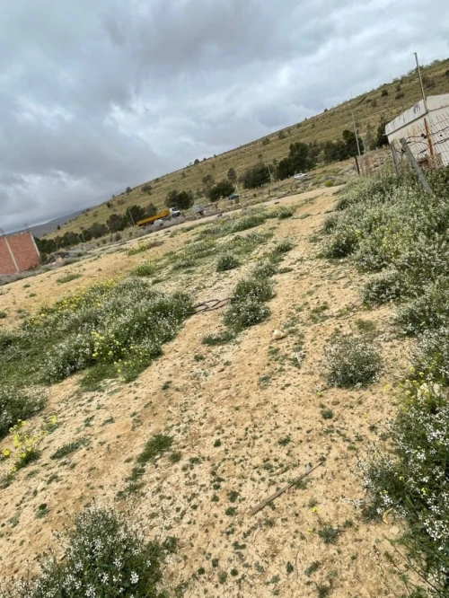 Vente Terrain Batna Ain touta
