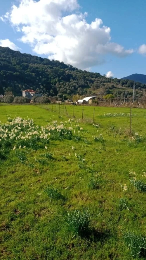 Vente Terrain Jijel Jijel