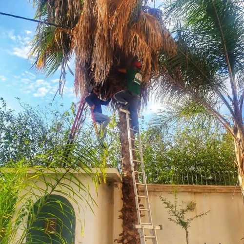 تنظيف وتقطيع الاشجار و تقطيع اشجار