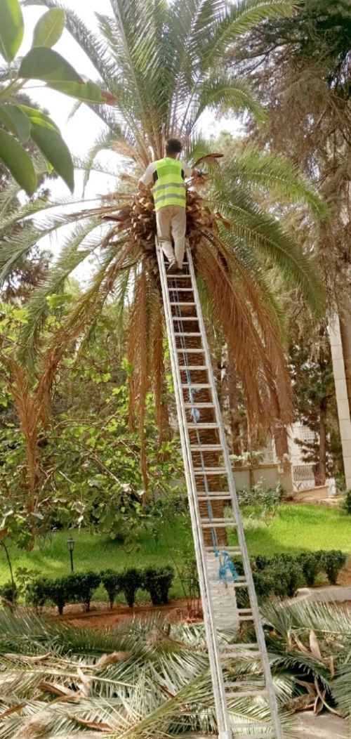 Abattage Et Élagage Des Arbresتقطيع الاشجار