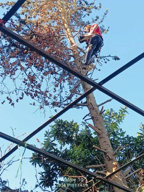 Abattage Et Élagage Des Arbres