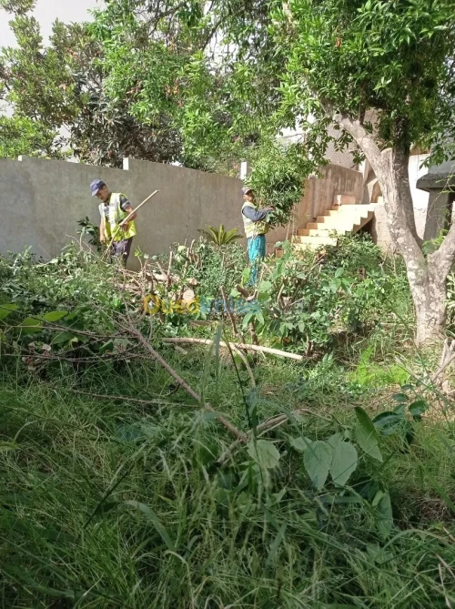 Société nettoyage jardin Abattage Et Élagage Des Arbres تقطيع الاشجار
