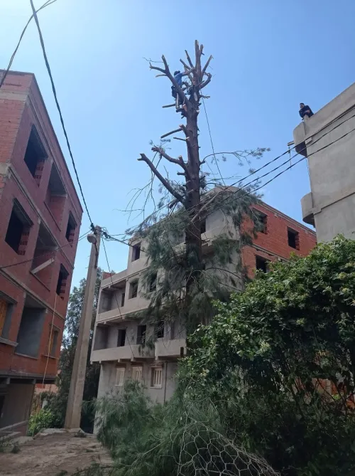 Abattage Et Élagage Des Arbres