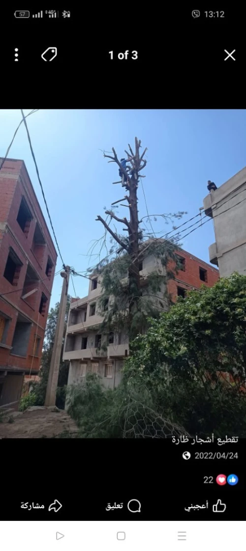 تقطيع اشجار