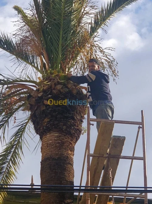 تقطيع الأشجار و تنظيف الحدائق