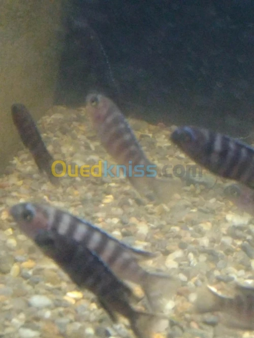 cichlid africain