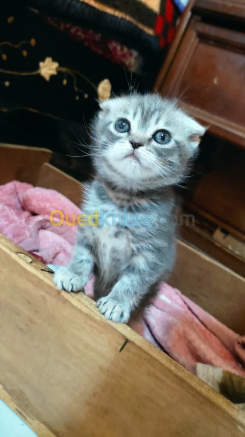 Chat scotich et British 