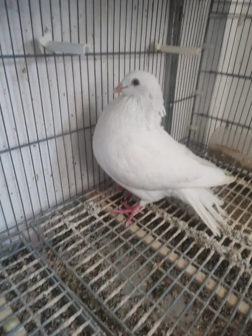 Des Canaries de race pure و حامةc
