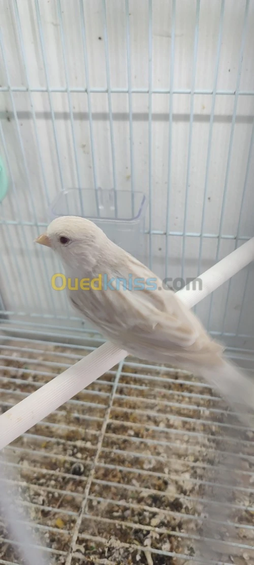 فمال ساتيني واجدة2020