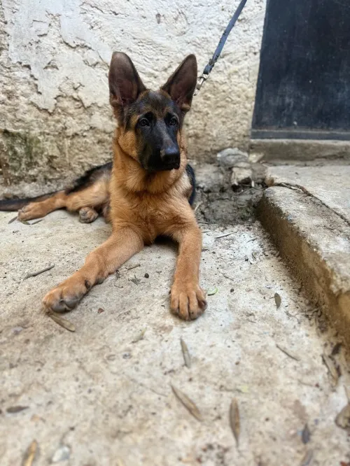 Berger allemand