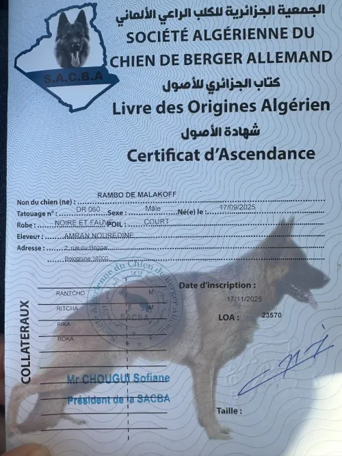 Chiot berger allemand