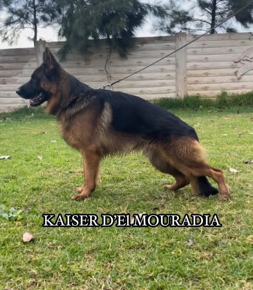 Chiot berger allemand