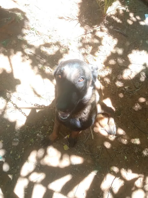 chien malinois 