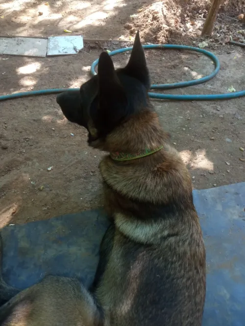 chien malinois 