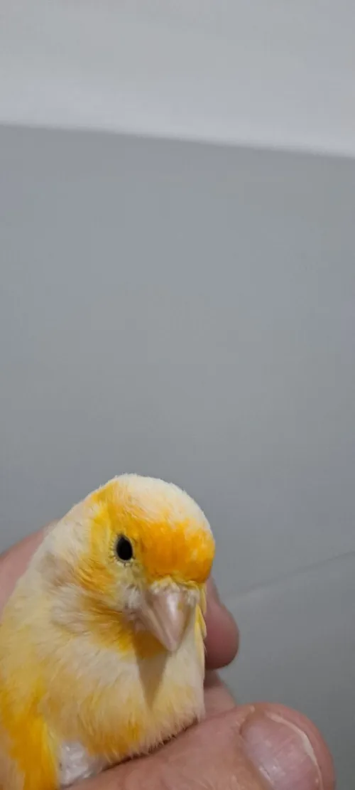 Canari