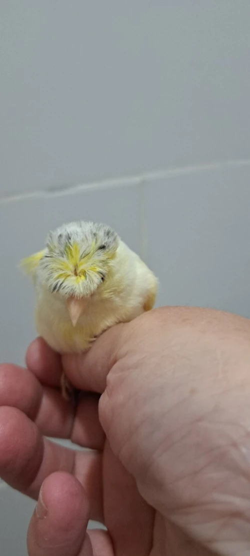 Canari