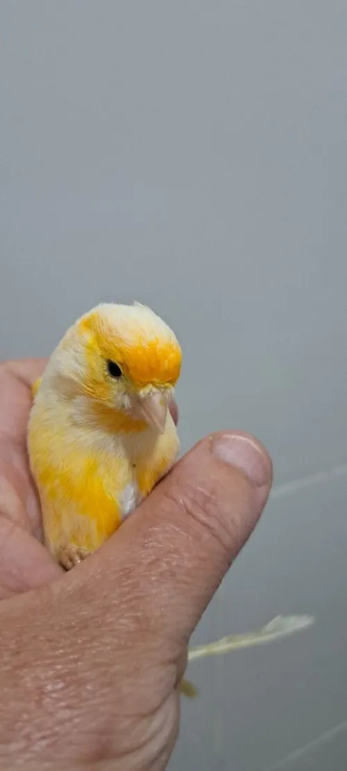 Canari
