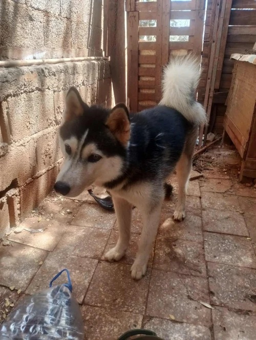 Husky 