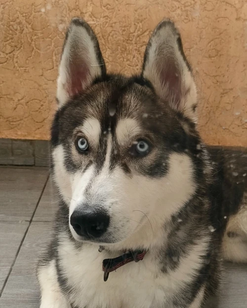 Husky male 11 mois poil long 