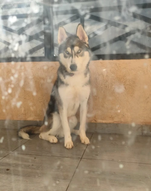 Husky male 11 mois poil long 