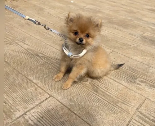Spidz Pomerania 