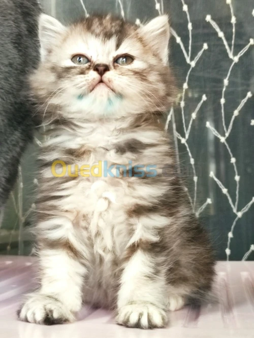 Person chilchila برسون شيشيلا 