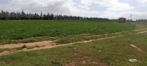 Vente Terrain Agricole Djelfa Ain oussara