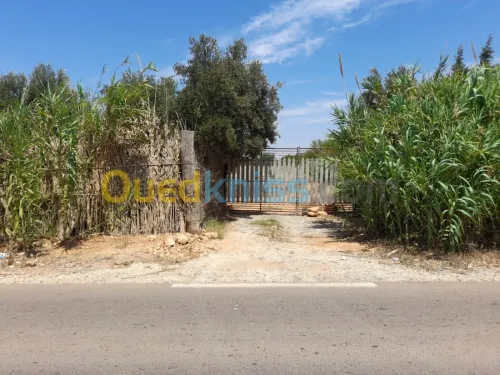 Vente Terrain Agricole Mostaganem Ain boudinar