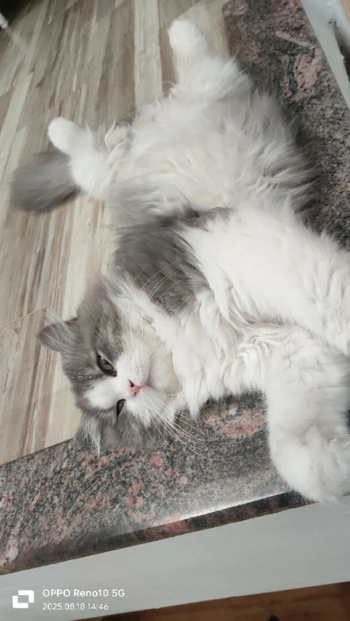 Un chat 