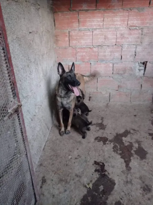 Chiot malinois top