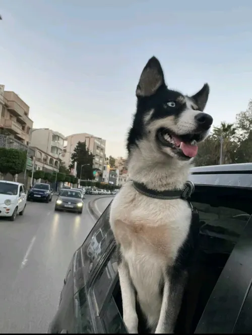 Husky femmelle 