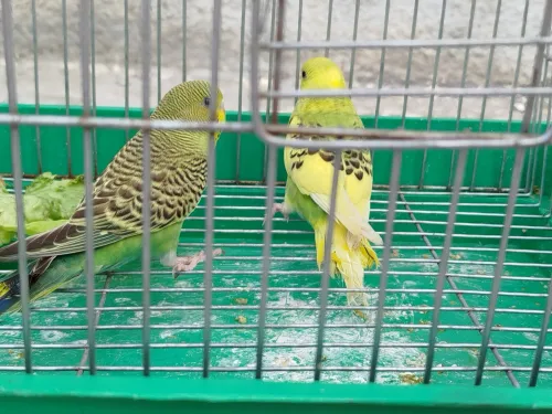 حي الابطال عنابة 