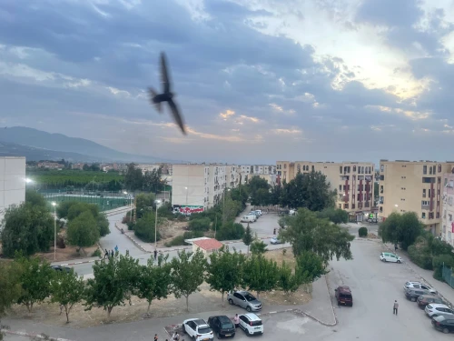 Vente Appartement F3 Blida Bougara 5