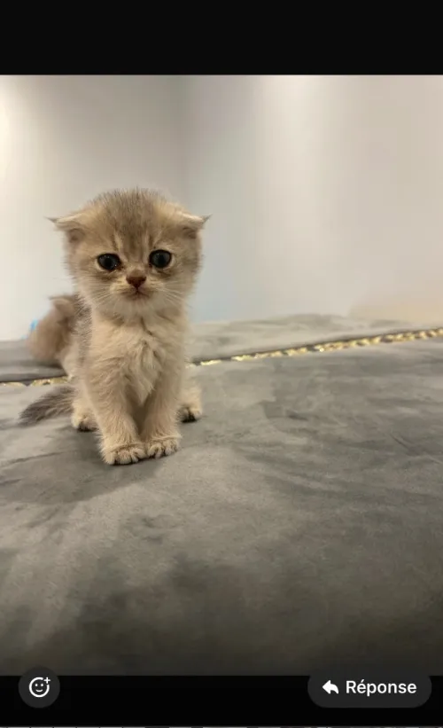 A vendre chats de rasse 