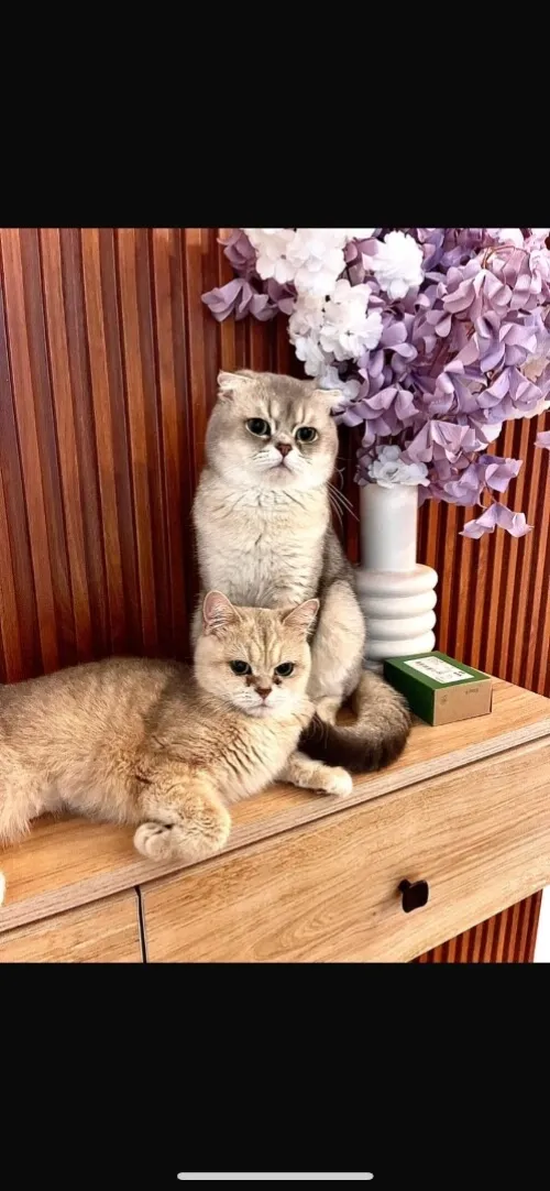 A vendre chats de rasse 