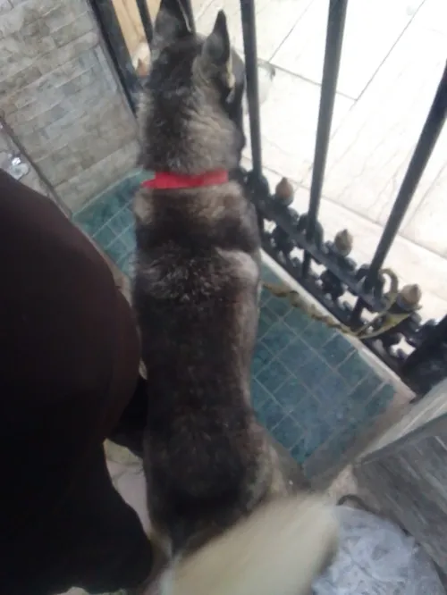 Husky