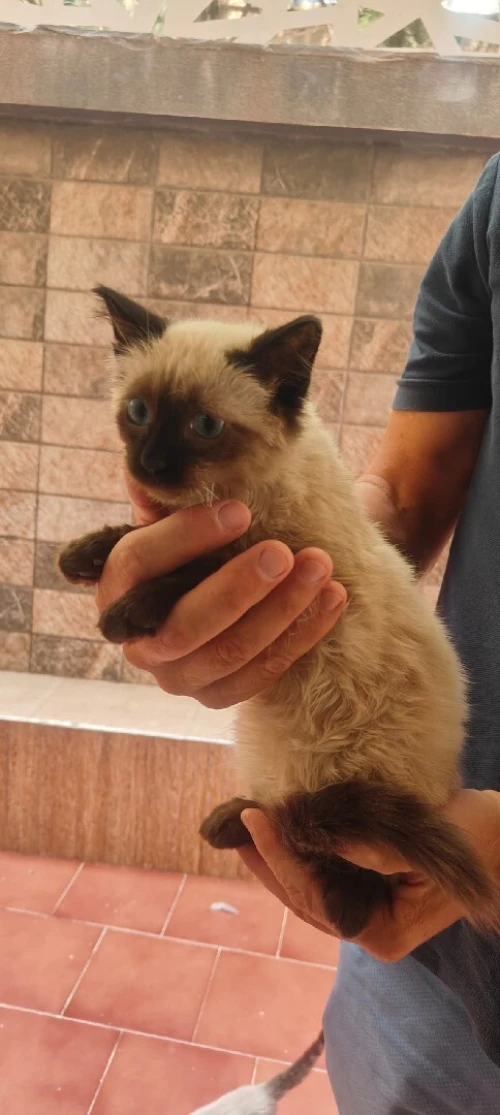 chat siamois 