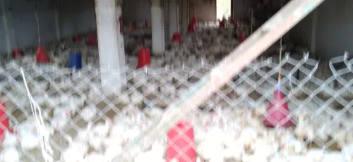 Vente Hangar - Usine Jijel Sidi maarouf