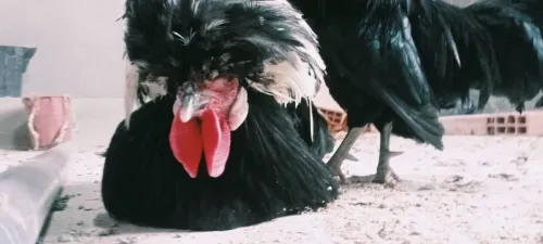 دجاج بادو الهولندي