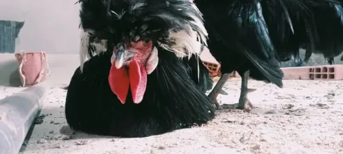 دجاج بادو الهولندي