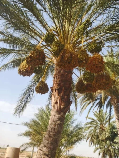 Vente Terrain Biskra Biskra